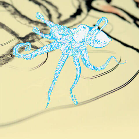 Octopus – Graphisme pieuvre